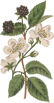 10 Rubus fruticosus - Blackberry
